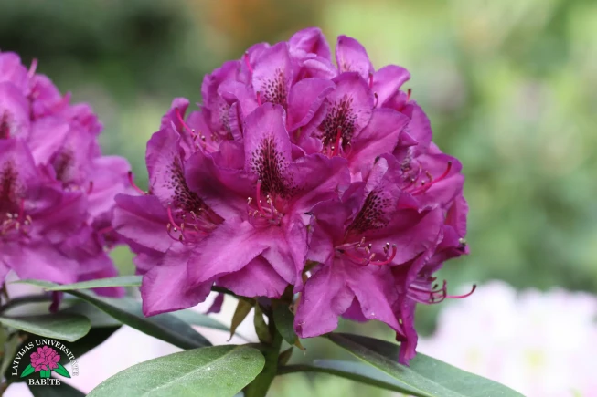 Rhododendron   'Jurģis Ābele'